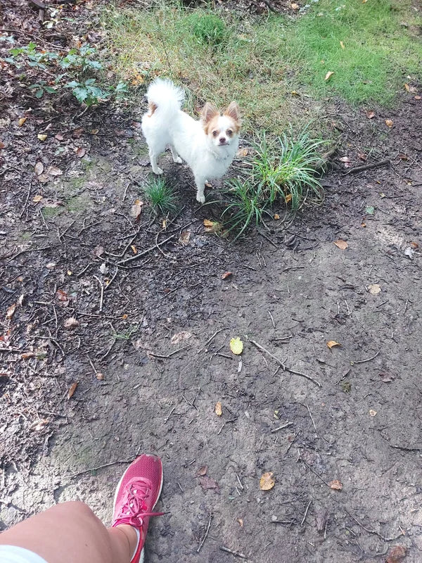 jambe nue de femme avec basket de training sur chemin en forêt et petit chien